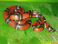 LCM0059 Lampropeltis polyzona.jpg