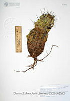 DZAJ2223 Echinocereus fendleri ssp. fendleri.JPG