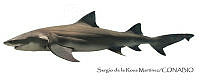SRM0148 Negaprion brevirostris.jpg