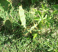 JF09 Opuntia dilenii.jpg