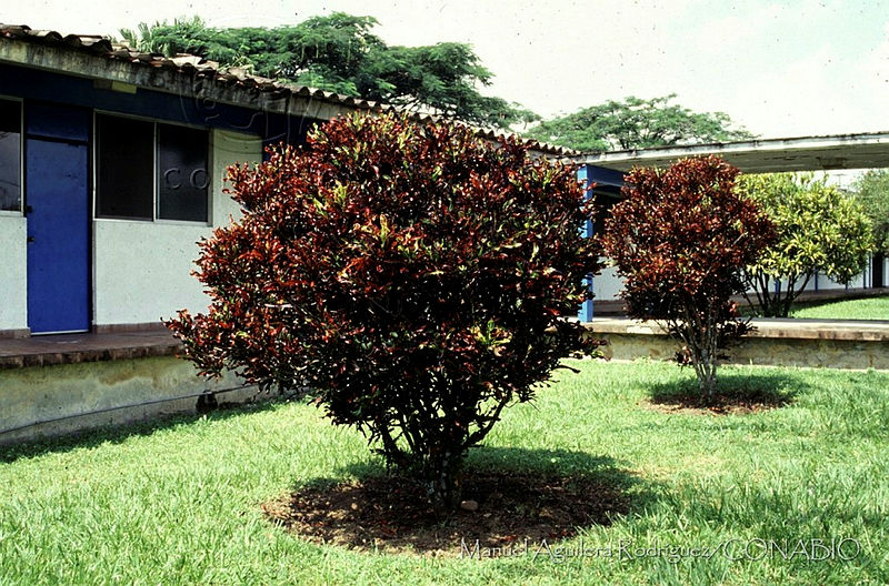 MAR0074%20Codiaeum%20varegatum.jpg.nyfu0Ij0MX19TYthQA3g0JtbmFja29CbnFuZ3NAbXJ6LGtwZwA.Bougz VLjh