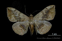 HBB1298 Anticarsia gemmatalis.jpg