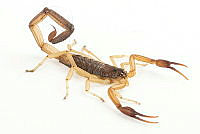 MASM07677 Centruroides nigrimanus.jpg