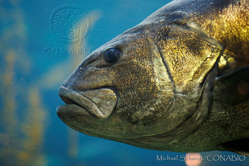 MS0141%20Stereolepis%20gigas.jpg.kSfRhLP1MWGni2VhQA3g0JtbmFja29CbnFuZ3NAbXJ6LGtwZwA.td9zPLoKNI
