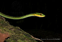 JCHH01 Leptophis mexicanus.jpg