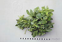 RBB0335 Amaranthus hybridus.jpg