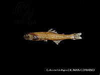 CICIMAR0539 Triphoturus nigrescens.jpg