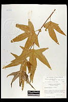 102106 Platanus racemosa wrightii.jpg