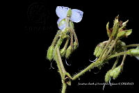 Huitz 1886 Tinantia erecta.jpg