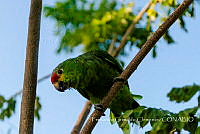 FGC01 Amazona autumnalis.jpg