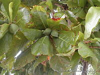 JRBBBK031-78 Terminalia catappa.jpg