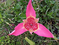 SG002 0250 Tigridia.jpg