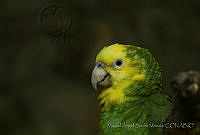 MASM05031 Amazona oratrix.jpg