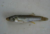 HE009 P 0194 Fundulus philpisteri.JPG