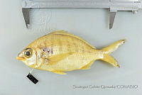 SGQ0631 Gerres cinereus.jpg