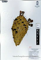 YPH2323 Opuntia hyptiacantha.jpg