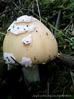 JLHC001 Amanita gemmata.jpg