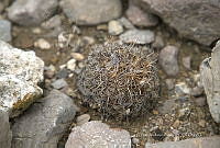CAR 0048 Mammillaria napina.jpg