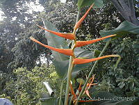 JRBBBK031-29 Heliconia latispatha.jpg