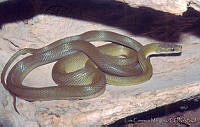 LCMBK019-34 Senticolis triaspis.jpg