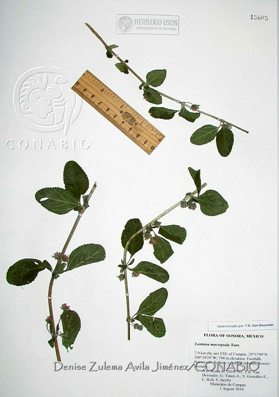 DZAJ1888%20Lantana%20macropoda.JPG.rie0 870MRs3E3dhQA3g0JtbmFja29CbnFuZ3NAbXJ6LGtwZwA.RfmaS5Mnt2