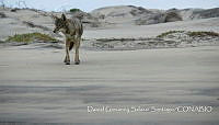 DGSS001 Canis latrans.jpg