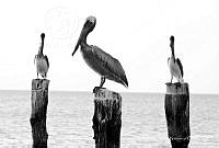 EAN01 Pelecanus occidentalis.jpg