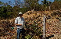 FBA0831 Gossypium hirsutum.jpg