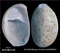 KT014 0476 Crepidula maculosa.JPG
