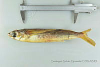 SGQ0552 Cheilopogon melanurus.jpg