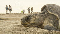 MASM08280 Lepidochelys olivacea.jpg