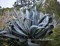 AJGM0270 Agave americana.JPG