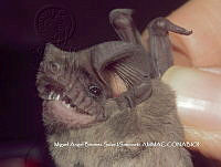 ProyME004 00292 Tadarida brasiliensis.jpg