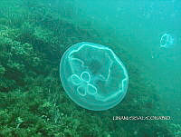 NE018 0081 Aurelia aurita_1.jpg