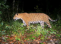 Pronatura JCF-MC-11 Panthera onca.jpg