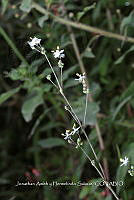Huitz 1541 Callisia multiflora.jpg