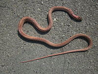 JLE0058 Masticophis flagellum.jpg