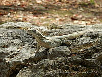 RGRJ01 Ctenosaura similis.jpg