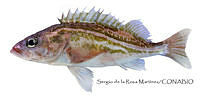 SRM0162 Sebastes elongatus.jpg