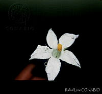 25073 Polyclathra cucumerina - flores 2.jpg