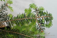 IMDOC 4812 Abies religiosa.jpg