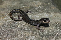 RACA 0010 Pseudoeurycea melanomolga.JPG