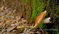 LZVZ001 Russula sp..jpg
