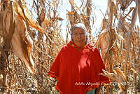 MN6NySH0014 Zea nays.jpg