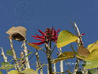 3R 01136 Erythrina americana.jpg