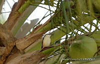 MGaves 3219 Campylorhynchus chiapensis.jpg