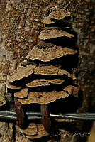 JP01 Polyporales.jpg