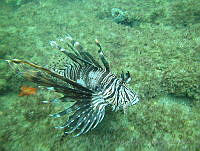 VDLCF1522 Pterois volitans.jpg
