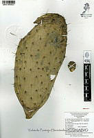 YPH2297 Opuntia hyptiacantha.jpg