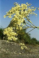 1749 Cordia elaeagnoides.jpg